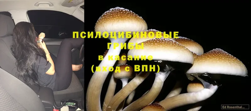 дарнет шоп  Мурино  Галлюциногенные грибы Magic Shrooms 